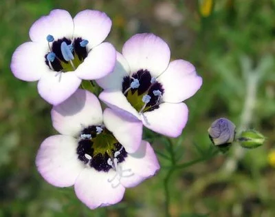 Gilia tricolor